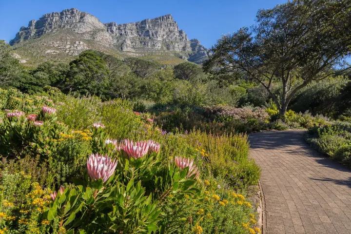 Kirstenbosch and Mountain Garden experience in Cape Town
