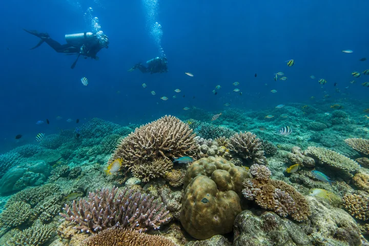 Diving and Maldivian Marine Life experience in Maldives